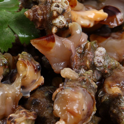  醉辣螺 整个带壳螺酱螺浆原汁辣螺酱宁波舟山海鲜特产